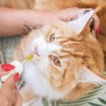 Top 20 “CBD For Cats” Keywords To Target For Link Building