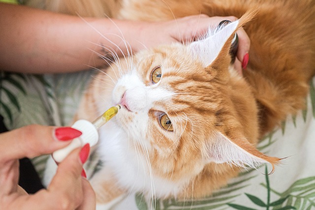 Top 20 “CBD For Cats” Keywords To Target For Link Building