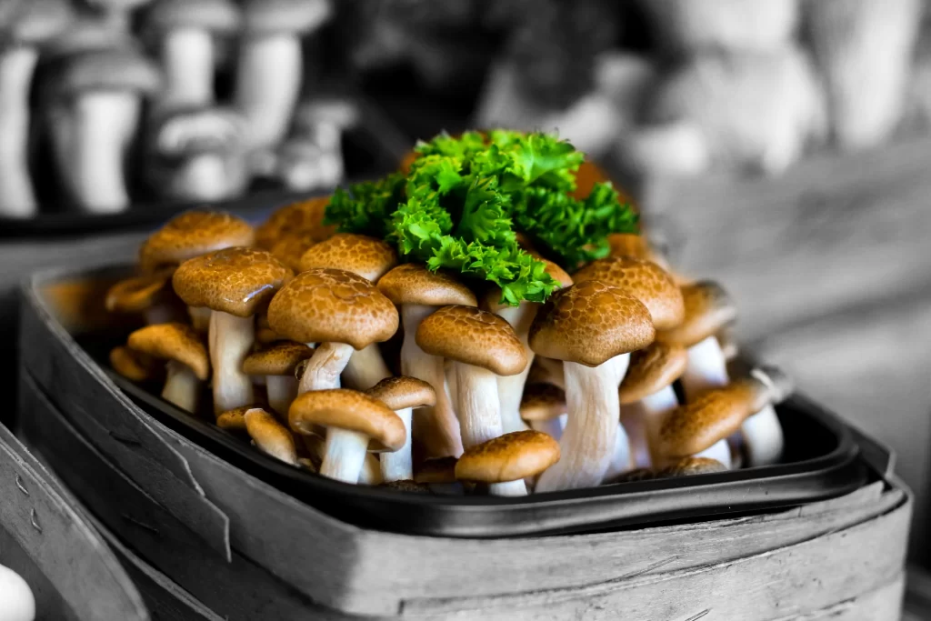 Shrooms Marketing - cbd marketing